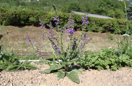 Wiesen-Salbei (Salvia pratensis) - © Philipp Sengl